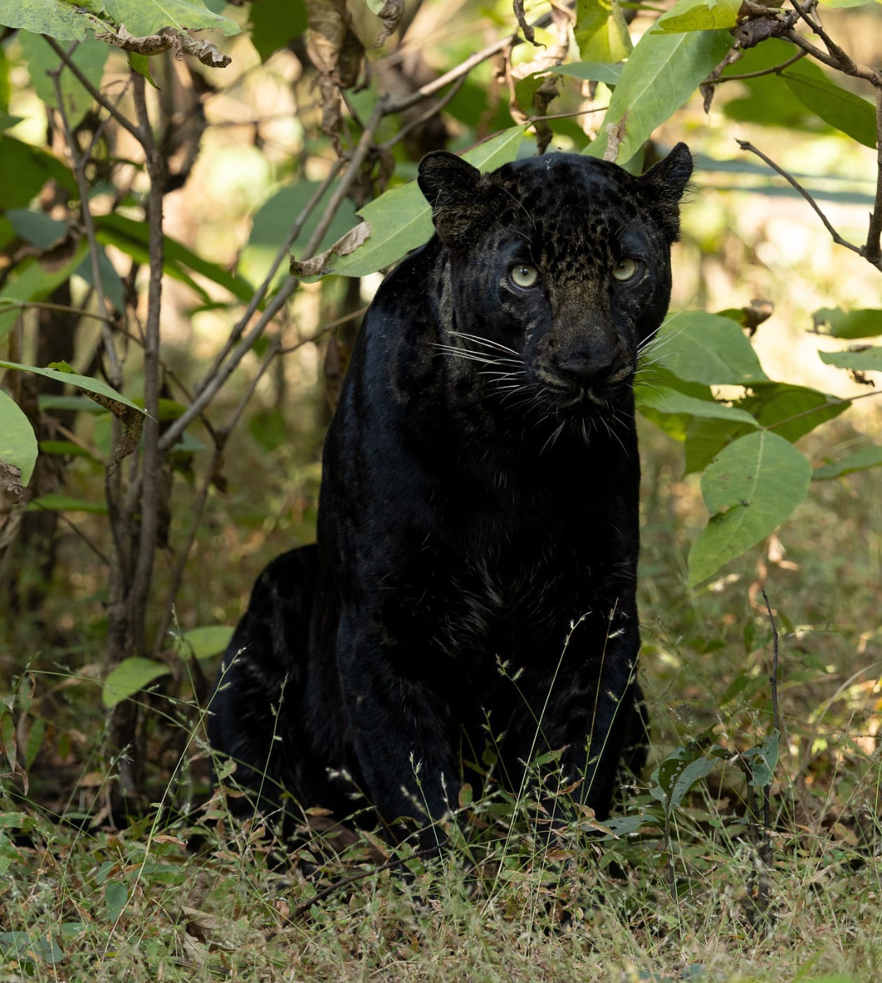 Safari Gypsy at Mogarkasa